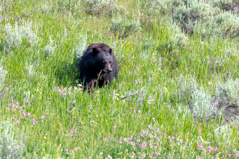 A blackbear in Lamar Valley
