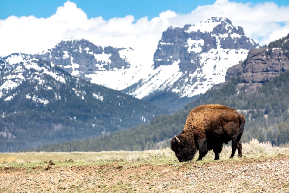 Bison grazes along Soda Butte Creek