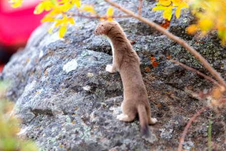 Short-tailed weasel perched on a rock photo