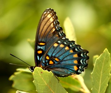 RED-SPOTTED PURPLE (Limenitis arthemis) (9-19-2019) garden canyon, ft huachuca, huachuca mts, cochise co, az -01