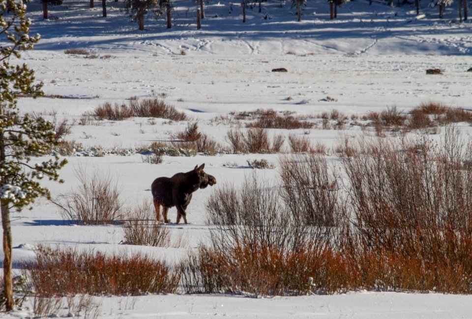 Bull moose in Round Prairie browsing on willows (antlers have been shed)