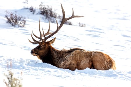 Bull elk resting near Blacktail Ponds photo
