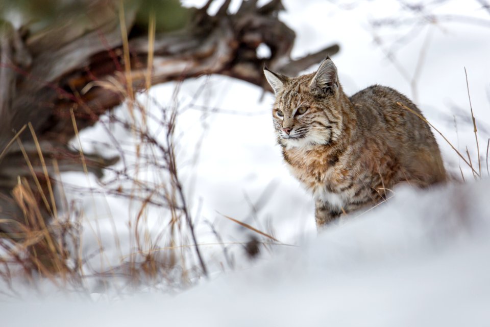 Bobcat along the Madison River