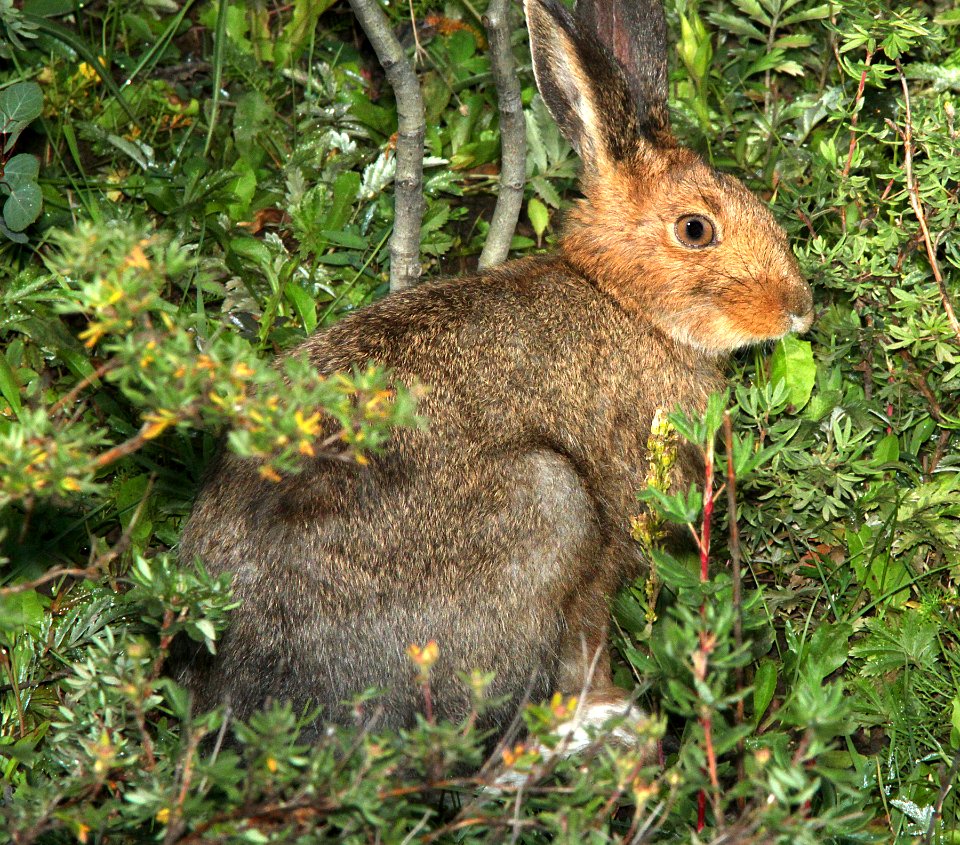SNOWSHOE HARE (Lepus americanus) (8-20-13) stunner c g, n-w conejos co, co   (2)