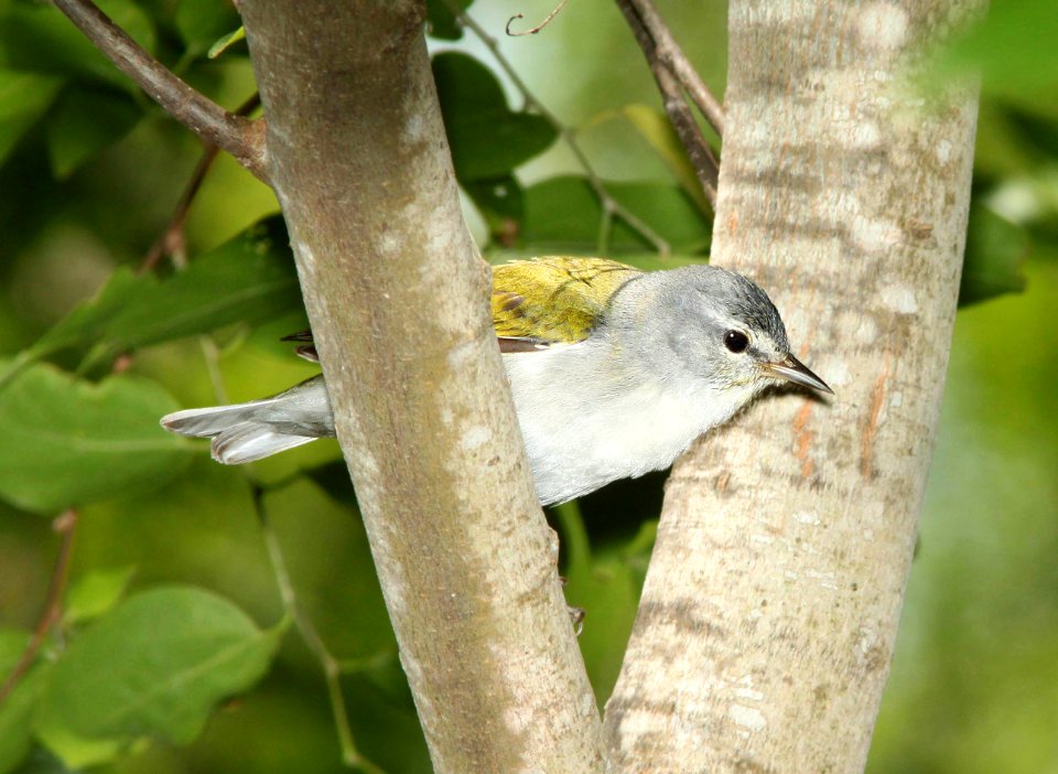 807 - TENNESSEE WARBLER (4-19-12) convention center, south padre island, tx  (4)