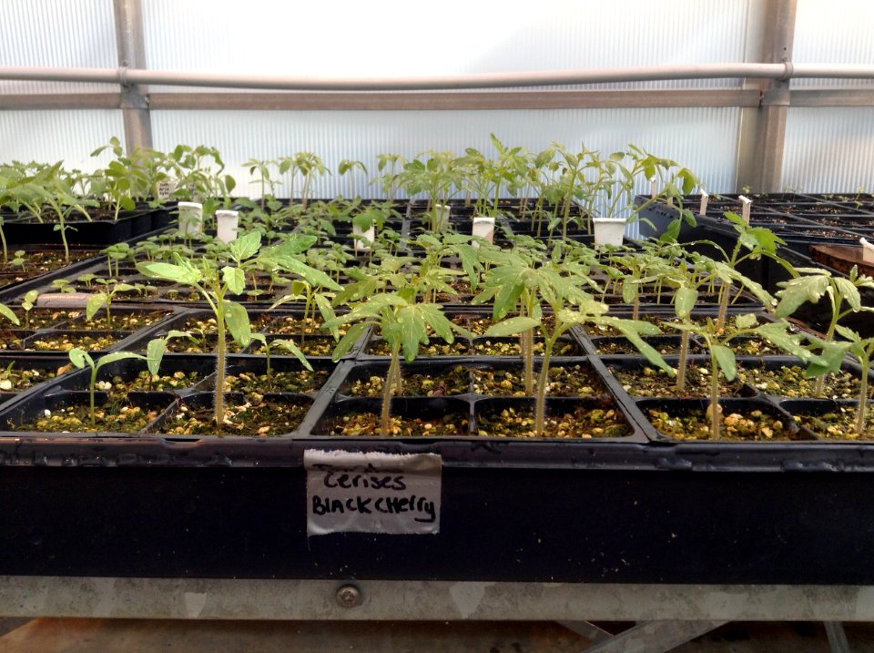 Tomates cerises