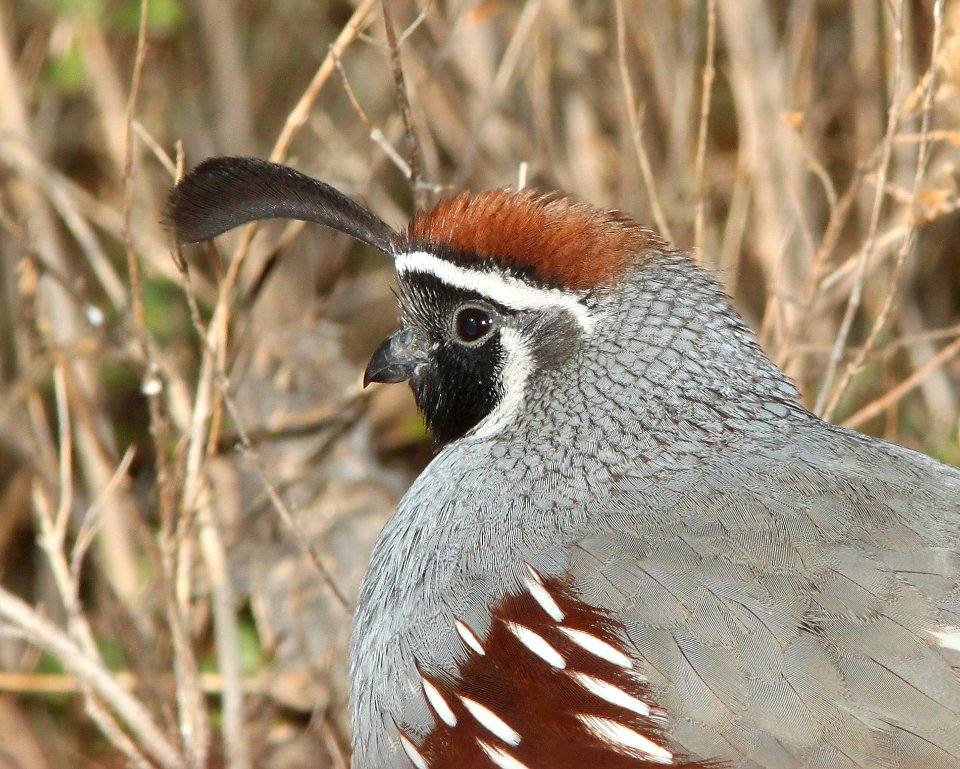 QUAIL, GAMBEL'S (12-1-10) paton's, patagonia, scc, az -01