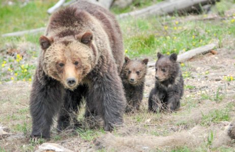 Grizzly sow and cubs near Roaring Mountain
