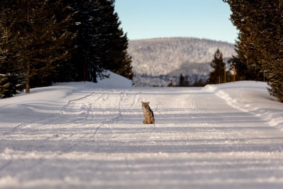 A coyote sits in the middle of the park road