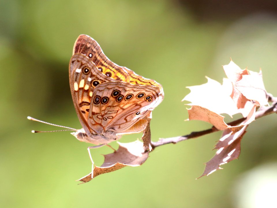 EMPEROR, HACKBERRY (Asterocampa celtis) (5-25-2020) oracle, pinal co, az -01