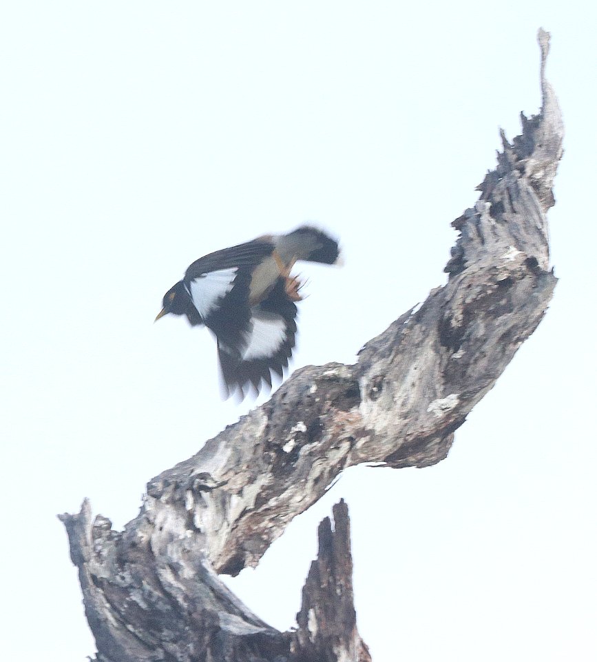 COMMOM MYNA (4-22-2018) kokee state park, kauai co, hawaii -01