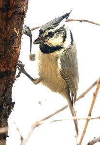 678 - BRIDLED TITMOUSE (2-5-2017) patagonia lake, santa cruz co, az -01