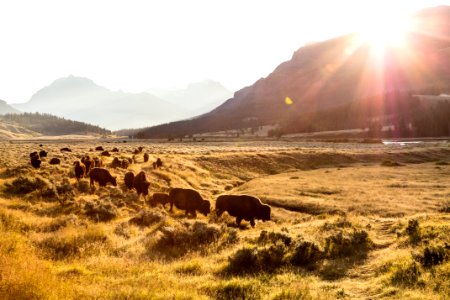 Bison group on the move at sunrise in Lamar Valley photo