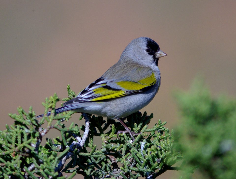 GOLDFINCH, LAWRENCE'S (3-30-09) carrizo -26