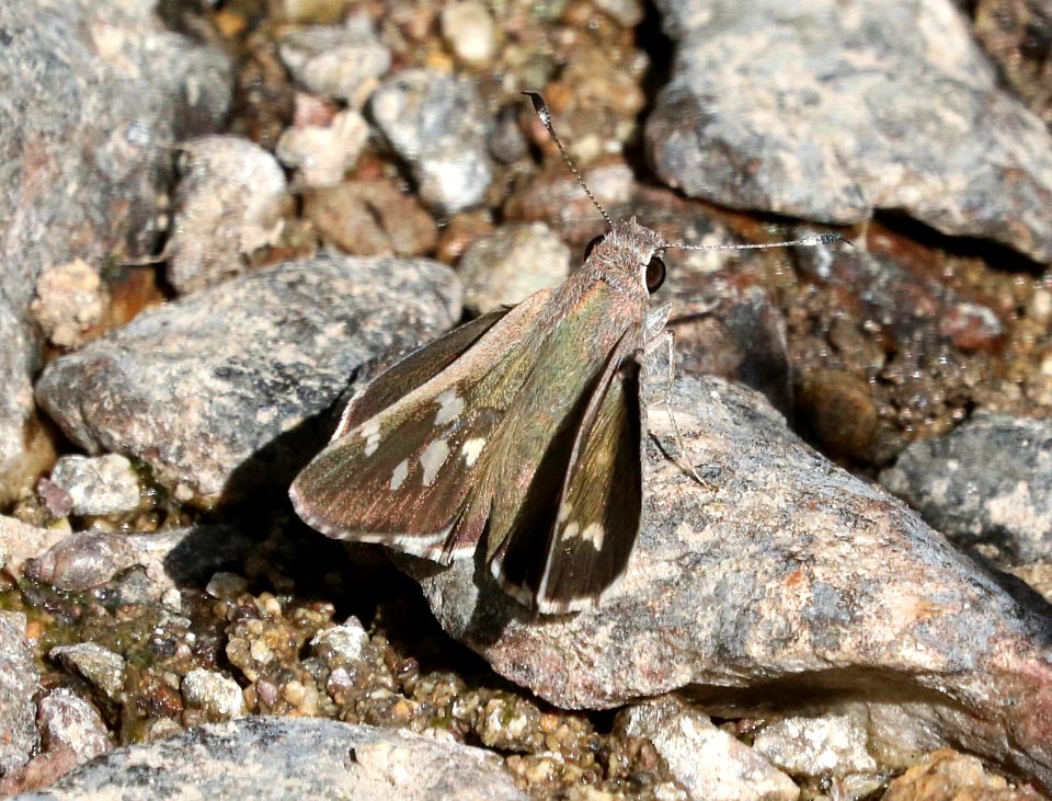 SKIPPER, SHEEP (Atrytonopsis edwardsii) (4-22-2020) guindani trail from kartchner caverns s p, whetstone mts, coronado nat forest, cochise co, az -02