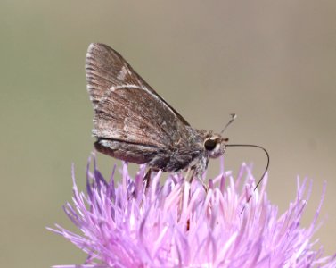 SKIPPER, VIERECK'S (Atrytonopsis vierecki) (5-22-2020) 6082 ft, mile marker 123.3, rte 60, approx 11 air miles west of socorro, socorro co, nm (7)
