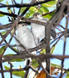 704 - BLACK-CAPPED GNATCATCHER (5-4-2015) fledglings, florida wash, pinal co, az -01
