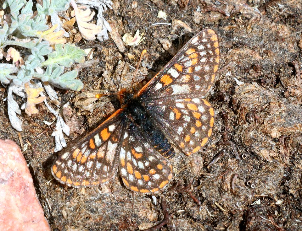 CHECKERSPOT, EDITH'S (Euphydryas editha) (7-20-2020) 10000 ft, bear tooth hwy, park co, wy -01