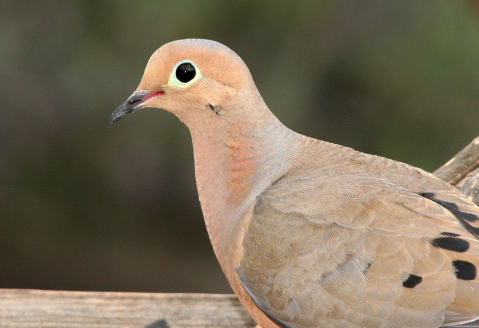 DOVE, MOURNING (5-25-09) canet rd -03