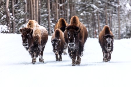 First Bison Group of the day (2)