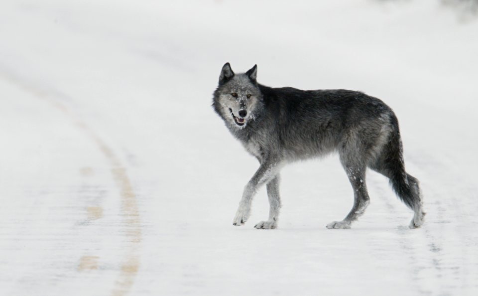 Black and grey wolf (female from Druid pack,"Half Black") walking in road near Lamar River bridge