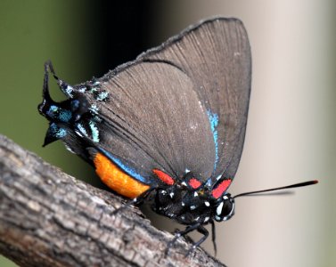 HAIRSTREAK, GREAT PURPLE (Atlides halesus) (9-2-12) 78 circulo montana, patagonia lake ranch estates, scc, az -02