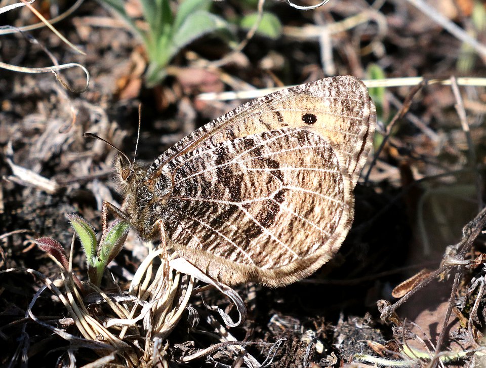 ARCTIC, ALBERTA (Oeneis alberta) (5-23-2020) terry flats, escdilla mts, apache co, az -40
