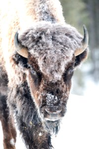 Frost-covered bison portrait near Frying Pan Spring