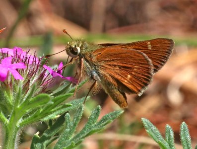 SKIPPER, SNOW'S (Paratrytone snowi) (7-9-2020) upper hospital flats, mt graham, pinaleno mts, graham co, az -04