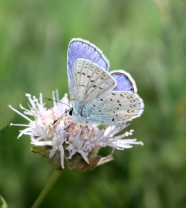 BLUE, ANNA'S (Plebejus anna) (8-10-2017) placer co, ca -01