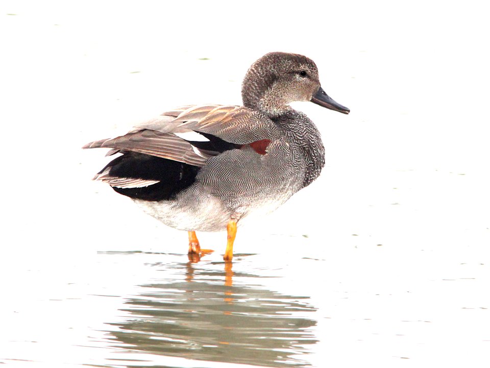 024 - GADWALL (2-27-12) estero llano grande, weslaco, tx