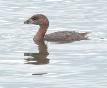 Pied-billed Grebe