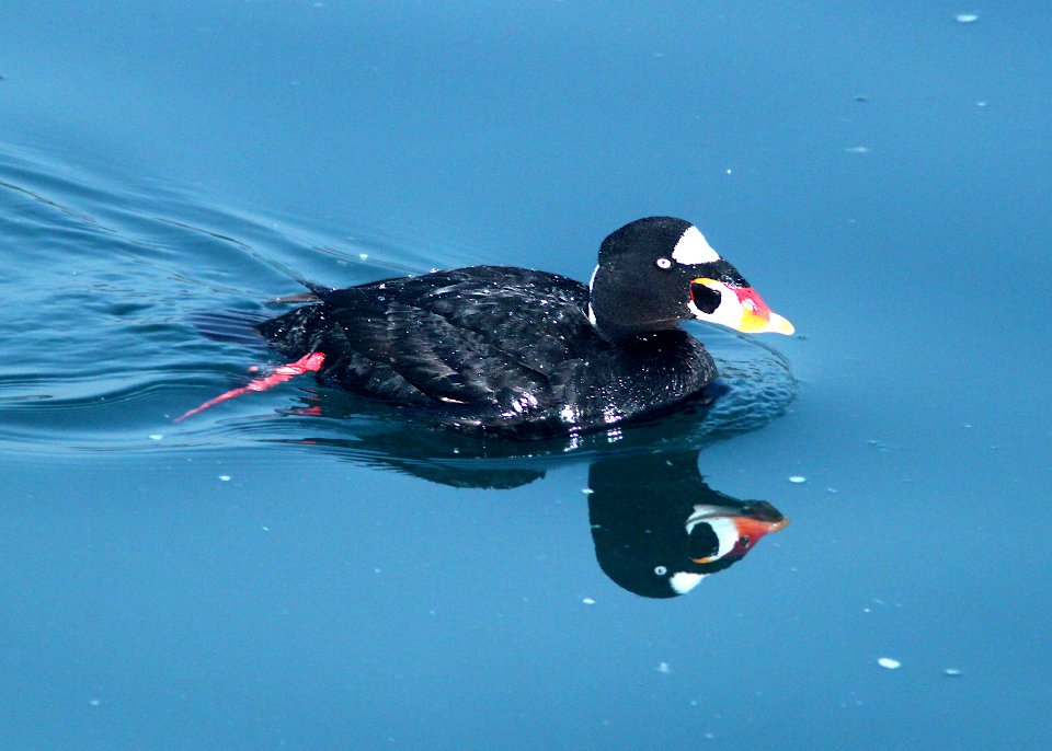 053 - SURF SCOTER (3-23-10) morro bay, ca  (6)