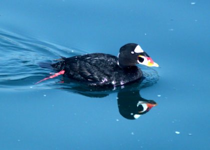 053 - SURF SCOTER (3-23-10) morro bay, ca  (6)