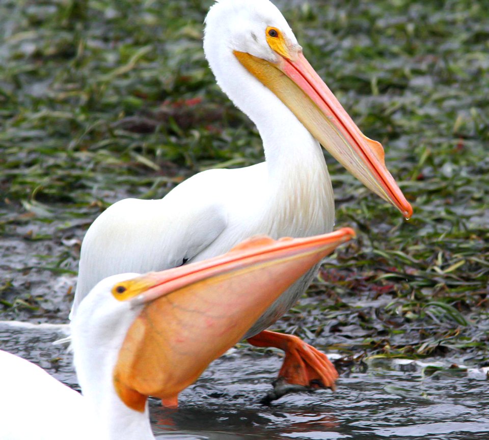 175 - AMERICAN WHITE PELICAN (1-20-08) ca (3)