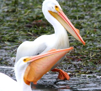 175 - AMERICAN WHITE PELICAN (1-20-08) ca (3) photo