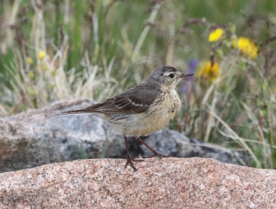 783 - AMERICAN PIPIT (7-20-2020) 10000 ft, bear tooth hwy, park co, wy -01