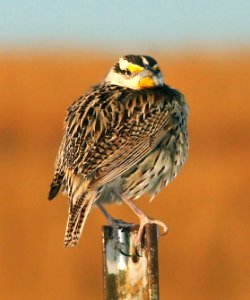 932 - EASTERN LILIAN'S MEADOWLARK (5-7-11) san rafael grasslands, scc, az  (7)