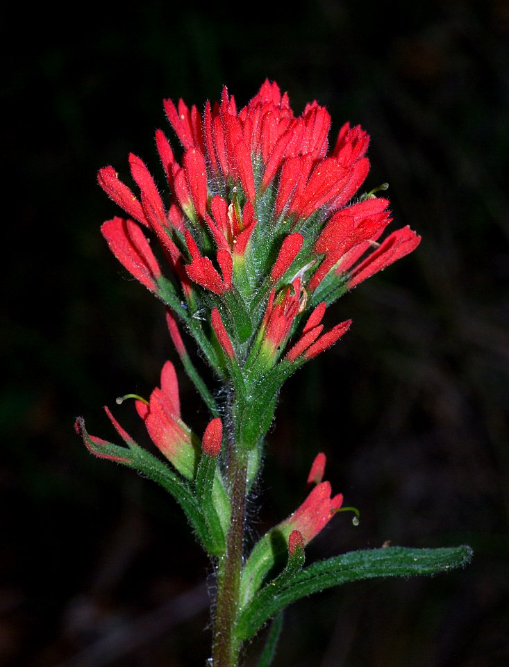 PAINTBRUSH, INDIAN (castilleja afinii afinii) (4-5-07) -2 canet