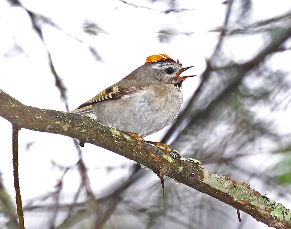 707 - GOLDEN-CROWNED KINGLET (6-2-2015) franklin co, maine -01