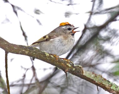 707 - GOLDEN-CROWNED KINGLET (6-2-2015) franklin co, maine -01