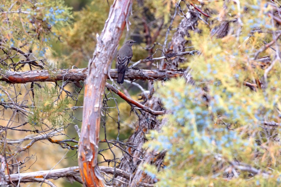 Townsend's solitaire (Myadestes townsendi) in a juniper tree