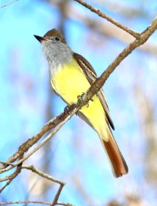 593 - GREAT CRESTED FLYCATCHER (2-22-13) highlands hammock state park, okeechobee co, fl (3) photo