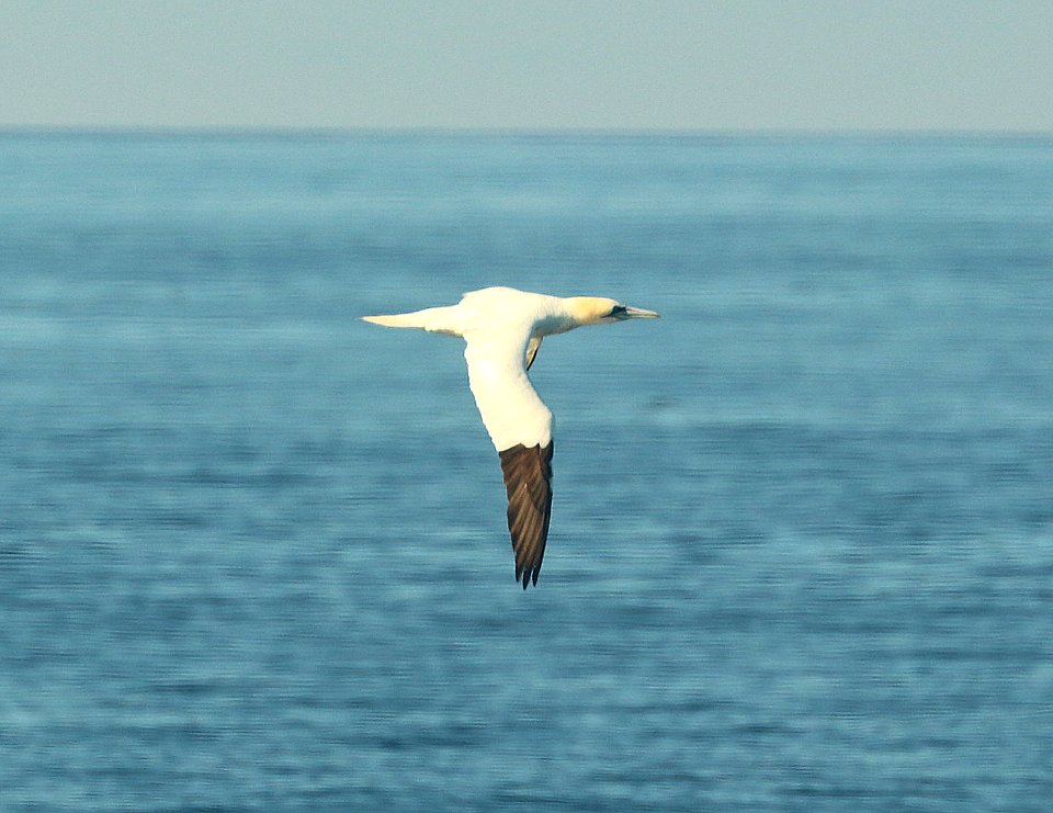 167 - NORTHERN GANNET (9-15-2918) MAS pelagic trip, out of bar harbor, me -04