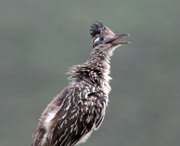 ROADRUNNER, GREATER (8-22-10) yard, west of patagonia, scc, az -07