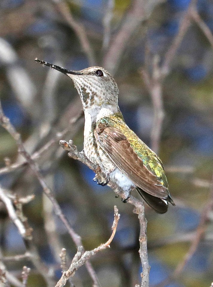 500 - ANNA'S HUMMINGBIRD (2-6-2017) imm female, lower humboldt cyn, patagonia mts, santa cruz co, az (2)