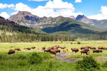 Bison grazing in Round Prairie near Pebble Creek Campground photo