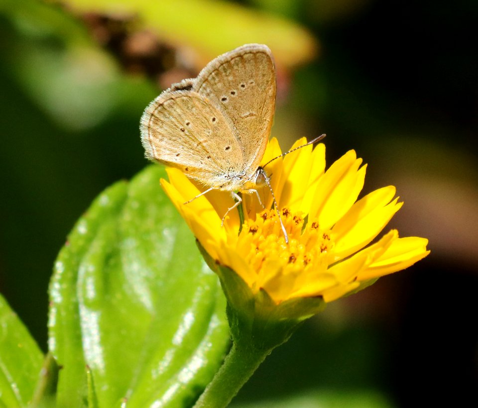 LESSER GRASS BLUE (Zizina otis) (9-6-2017) Waiakea Pond, hilo, hawai'i co, hawaii (1)
