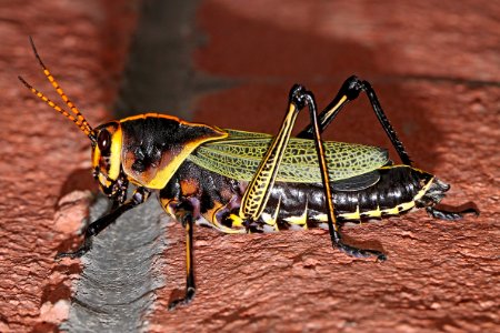GRASSHOPPER, HORSE LUBBER (taeniopoda eques)  (10-2-10) 78 circulo montana, patagonia lake ranch estates, scc, az -02