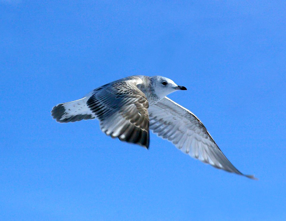 359 - COMMON GULL (2-6-07)-juv, quidi vidi lake, st john's, newfoundland (1)
